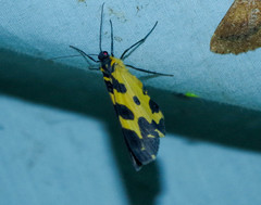 Pantherodes pardalaria
