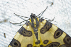 Pantherodes pardalaria