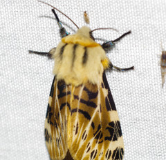 Hypercompe nemophila