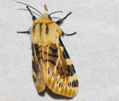 Hypercompe nemophila