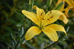 Lilium
