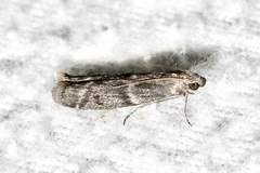 Eurythmia angulella