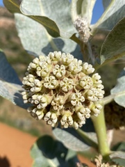 Asclepias welshii