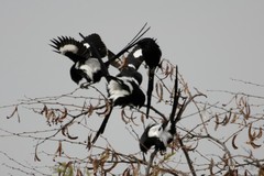 Lanius melanoleucus