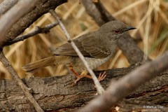 Calamonastes undosus
