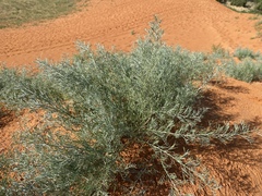 Sophora stenophylla