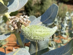 Asclepias welshii