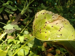 Puccinia malvacearum