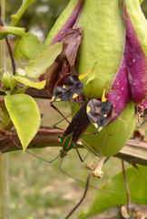 Diactor bilineatus