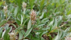 Salix cascadensis