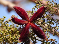 Sterculia urens