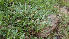 Salix cascadensis