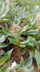 Salix cascadensis