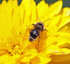 Bombus insularis