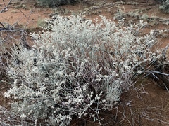 Eriogonum leptocladon ramosissimum