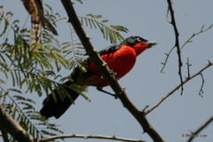 Laniarius erythrogaster