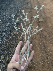 Eriogonum leptocladon ramosissimum
