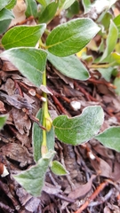 Salix cascadensis