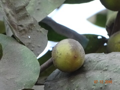 Diospyros malabarica