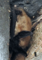 Myotis ciliolabrum