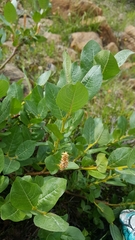 Salix commutata