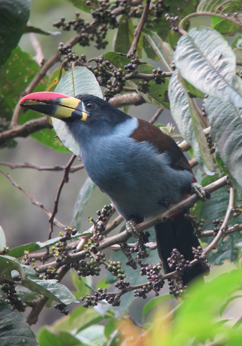 Grey-breasted Mountain-toucan