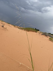 Sporobolus arenicola