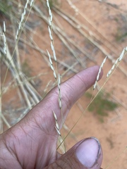 Sporobolus arenicola