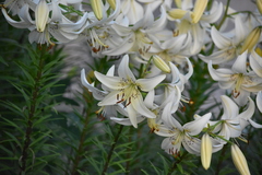 Lilium