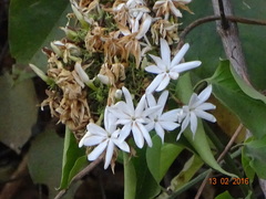 Jasminum malabaricum