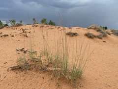Muhlenbergia pungens