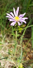 Eurybia hemispherica
