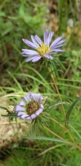 Eurybia hemispherica