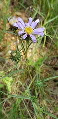Eurybia hemispherica
