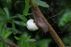 Orthalicus floridensis image