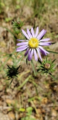 Eurybia hemispherica