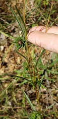 Eurybia hemispherica