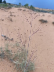 Muhlenbergia pungens