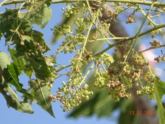 Ailanthus excelsa