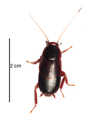 Pelmatosilpha