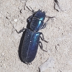 Temnoscheila aerea