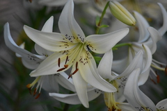 Lilium