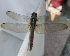 Trithemis festiva