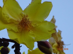 Cochlospermum religiosum