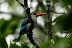 Halcyon senegaloides