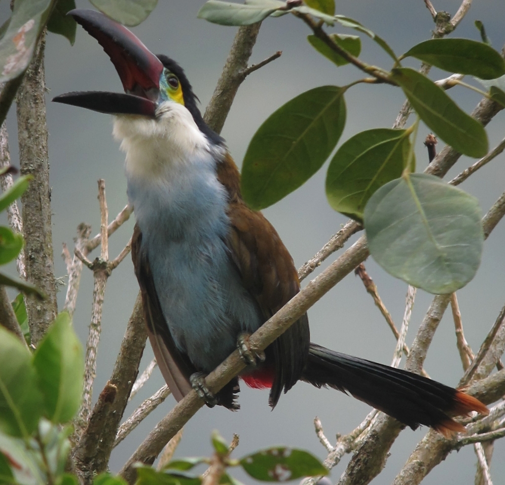Mountain-Toucans