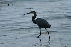 Egretta garzetta dimorpha