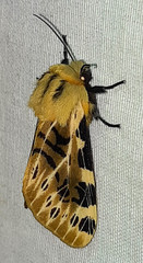 Hypercompe nemophila
