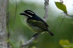 Pogoniulus bilineatus