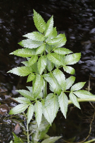 Douglas' Water-hemlock foliage